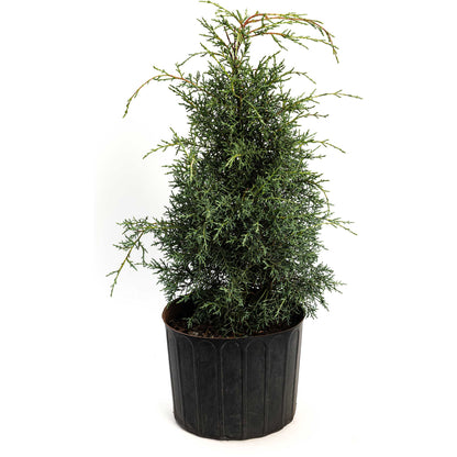 Young Carolina Sapphire Arizona Cypress in a black nursery pot on a white background.