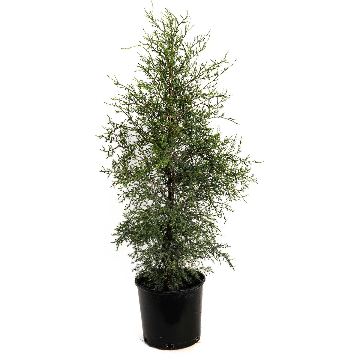 Potted Brodie Eastern Red Cedar tree in a black nursery pot on a white background.