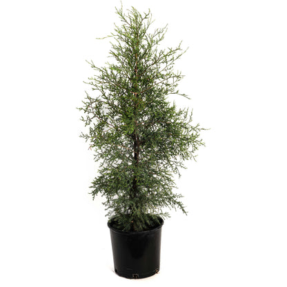 Potted Brodie Eastern Red Cedar tree in a black nursery pot on a white background.