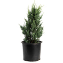 Young Moonglow Juniper tree in a black nursery pot on a white background.