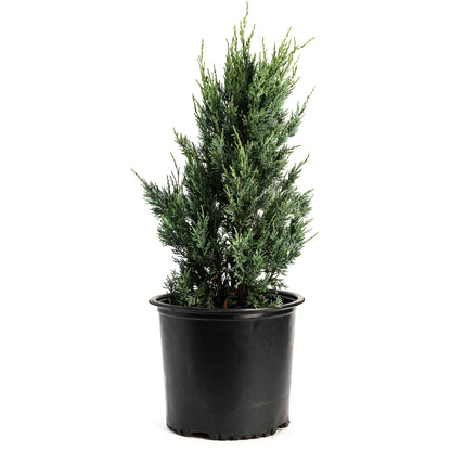 Young Moonglow Juniper tree in a black nursery pot on a white background.