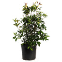 Potted Fragrant Tea Olive plant with green leaves on a white background