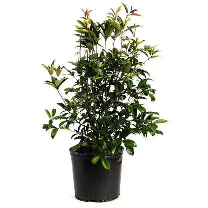 Potted Fragrant Tea Olive plant with green leaves on a white background
