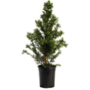 Young Dwarf Alberta Spruce in a black nursery pot on a white background.