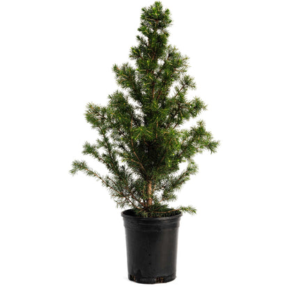 Young Dwarf Alberta Spruce in a black nursery pot on a white background.