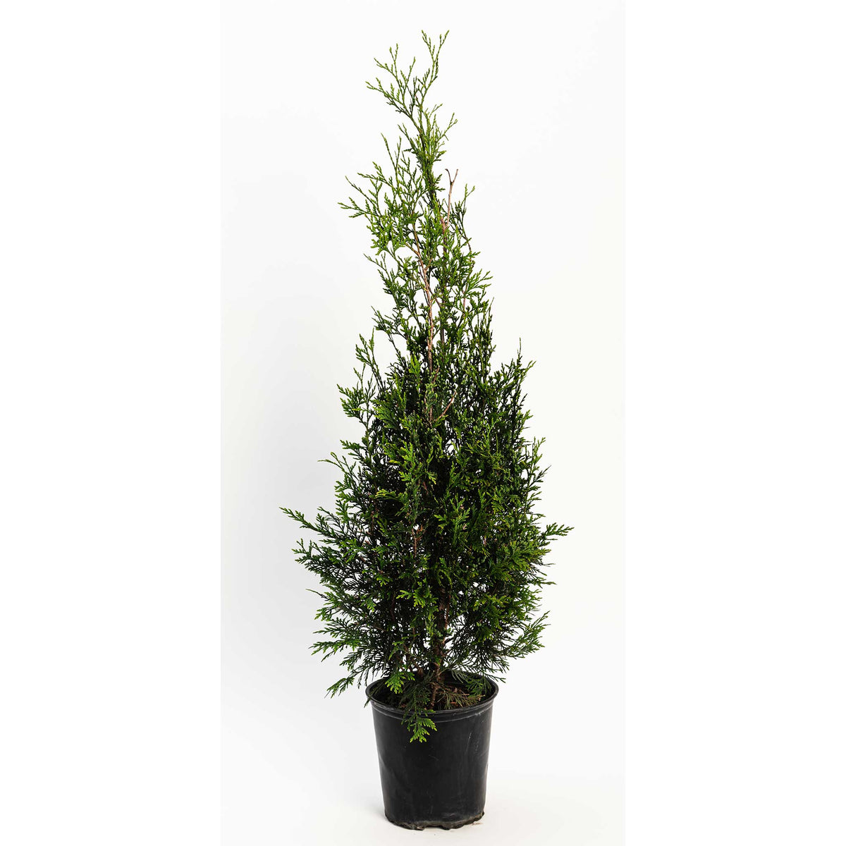 Young American Pillar Thuja tree in a black nursery pot on a white background.