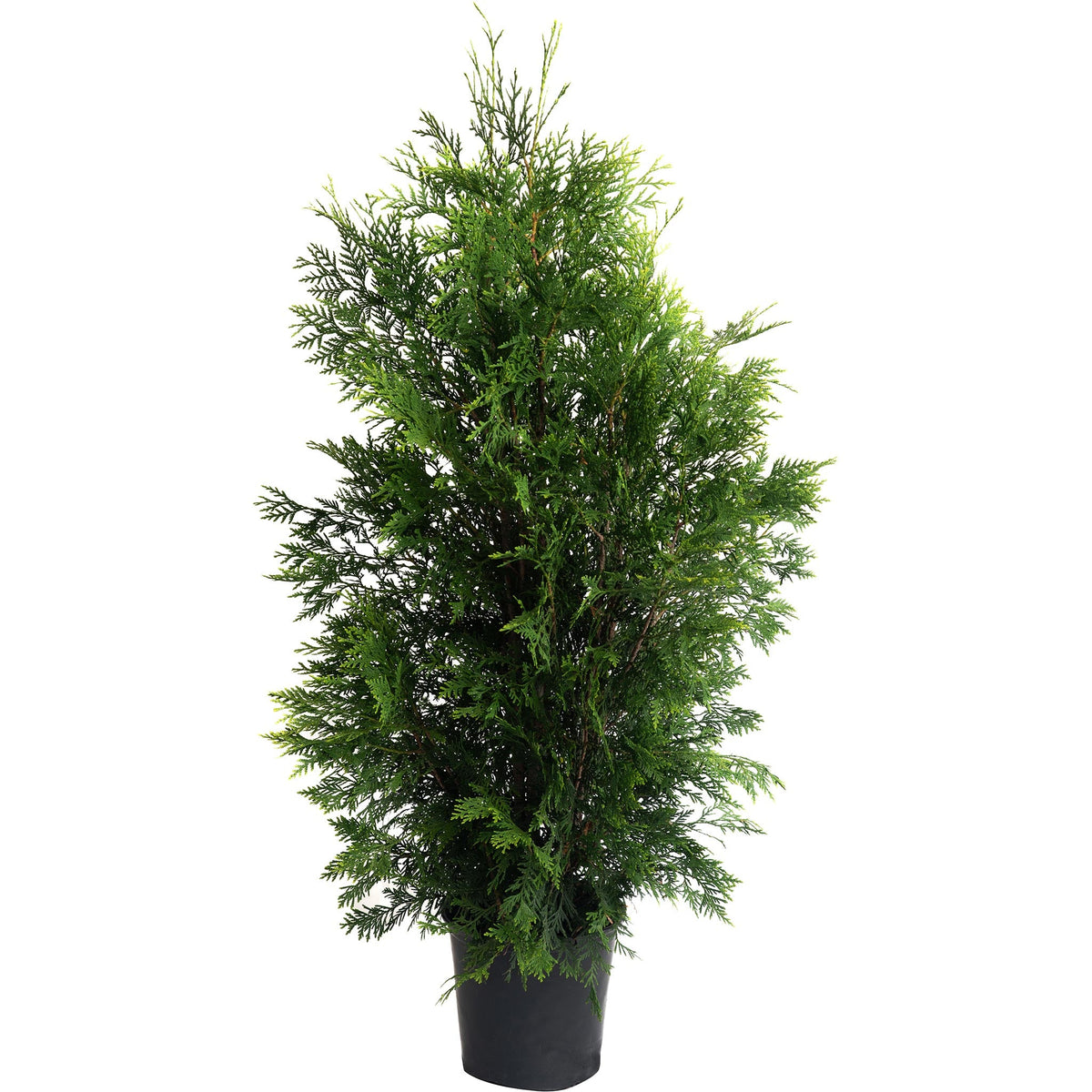 A young, upright American Pillar Thuja arborvitae with dense green foliage growing in a black nursery pot against a solid white background.