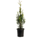 Young Junior Giant Thuja tree in a black nursery pot on a white background.
