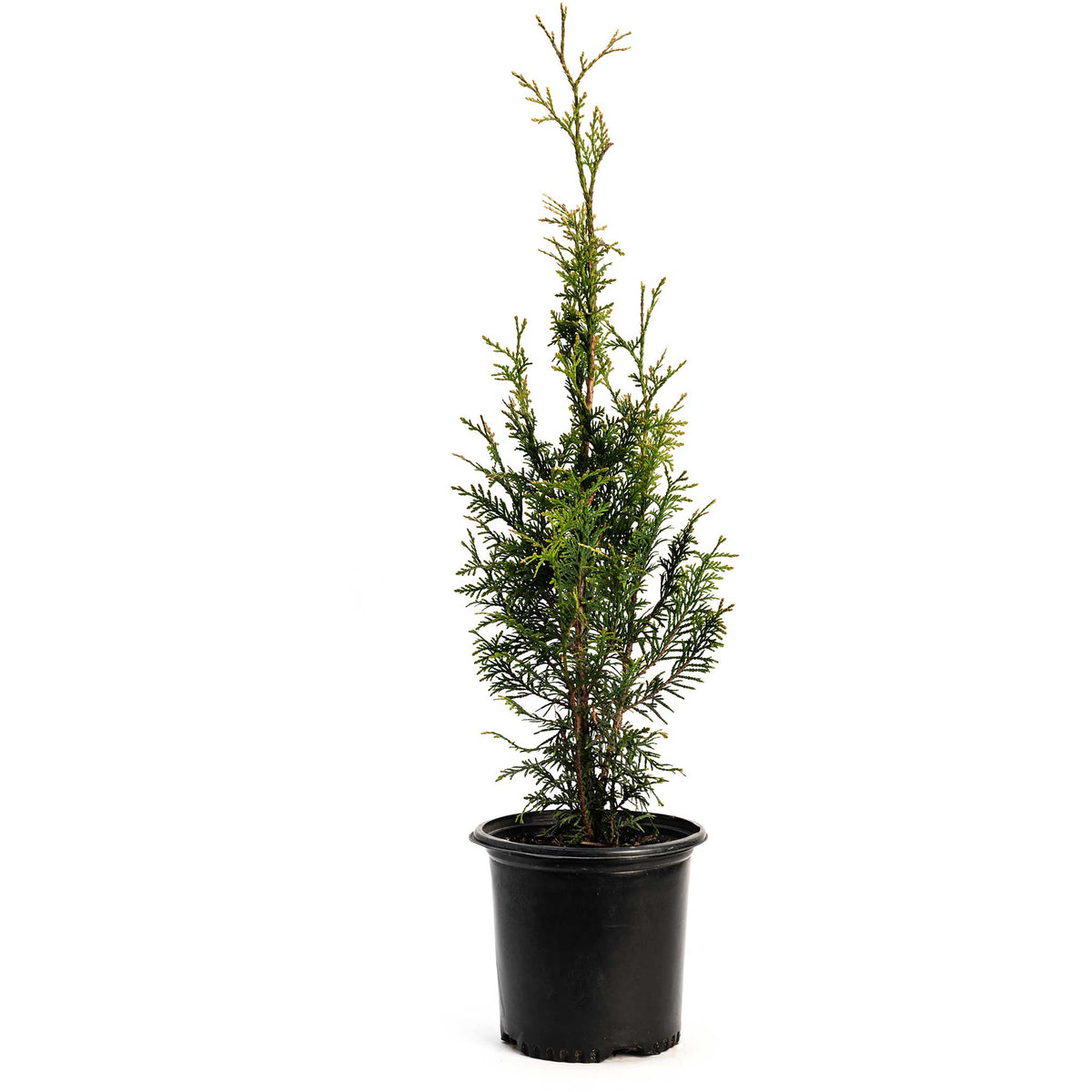 Young Junior Giant Thuja tree in a black nursery pot on a white background.