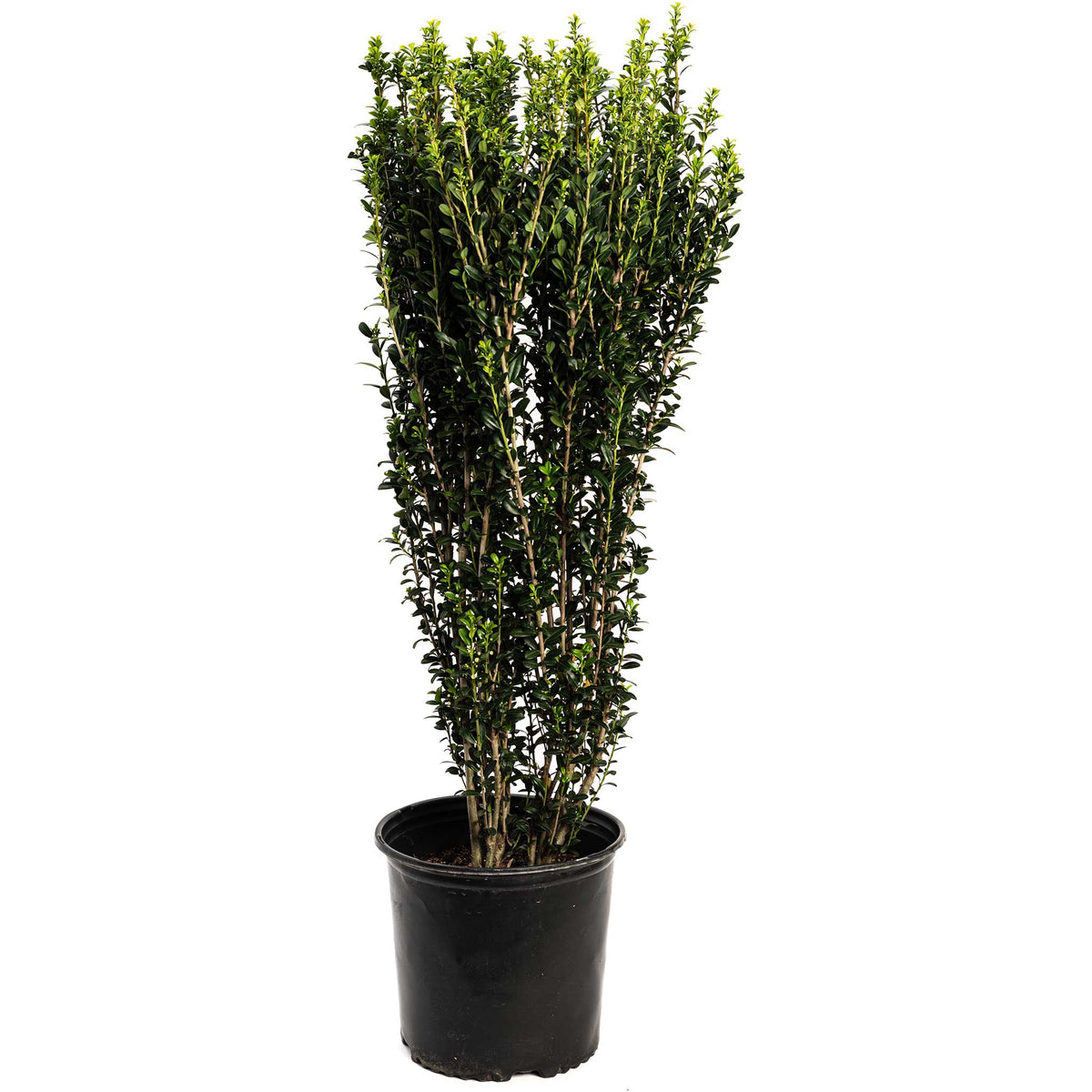 Potted Sky Pencil Holly with green foliage on a white background
