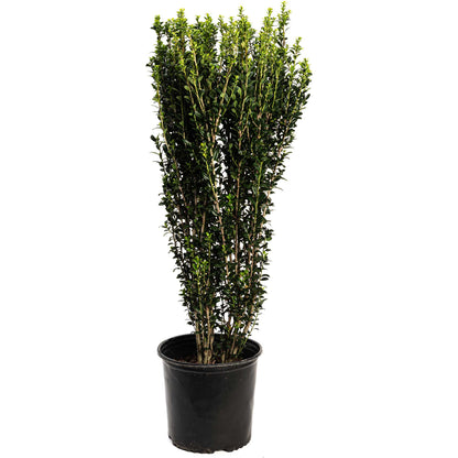 Potted Sky Pencil Holly with green foliage on a white background