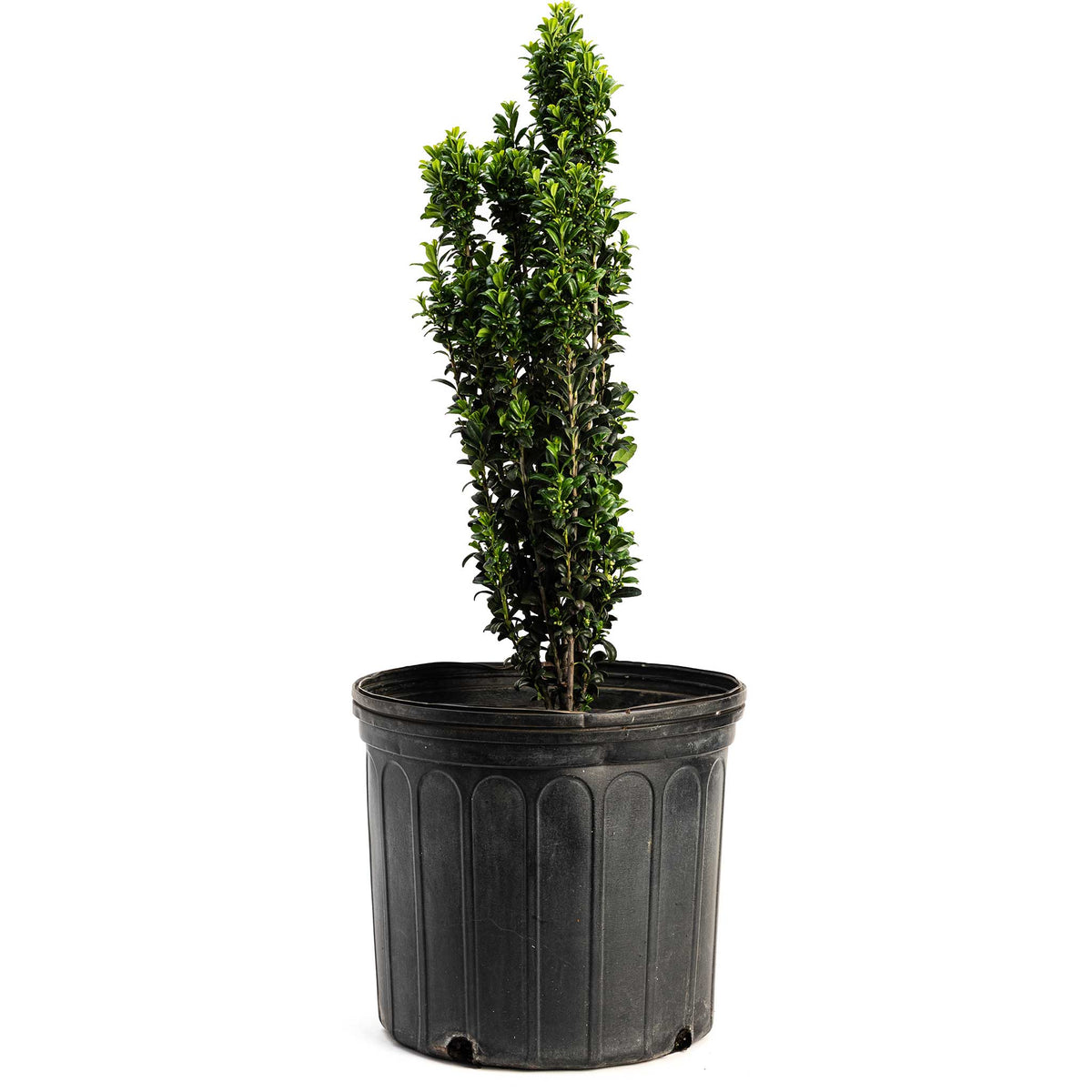 Potted Sky Pencil Holly in a black pot on a white background