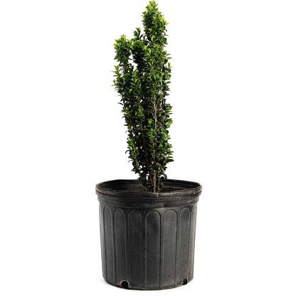 Potted Sky Pencil Holly in a black pot on a white background