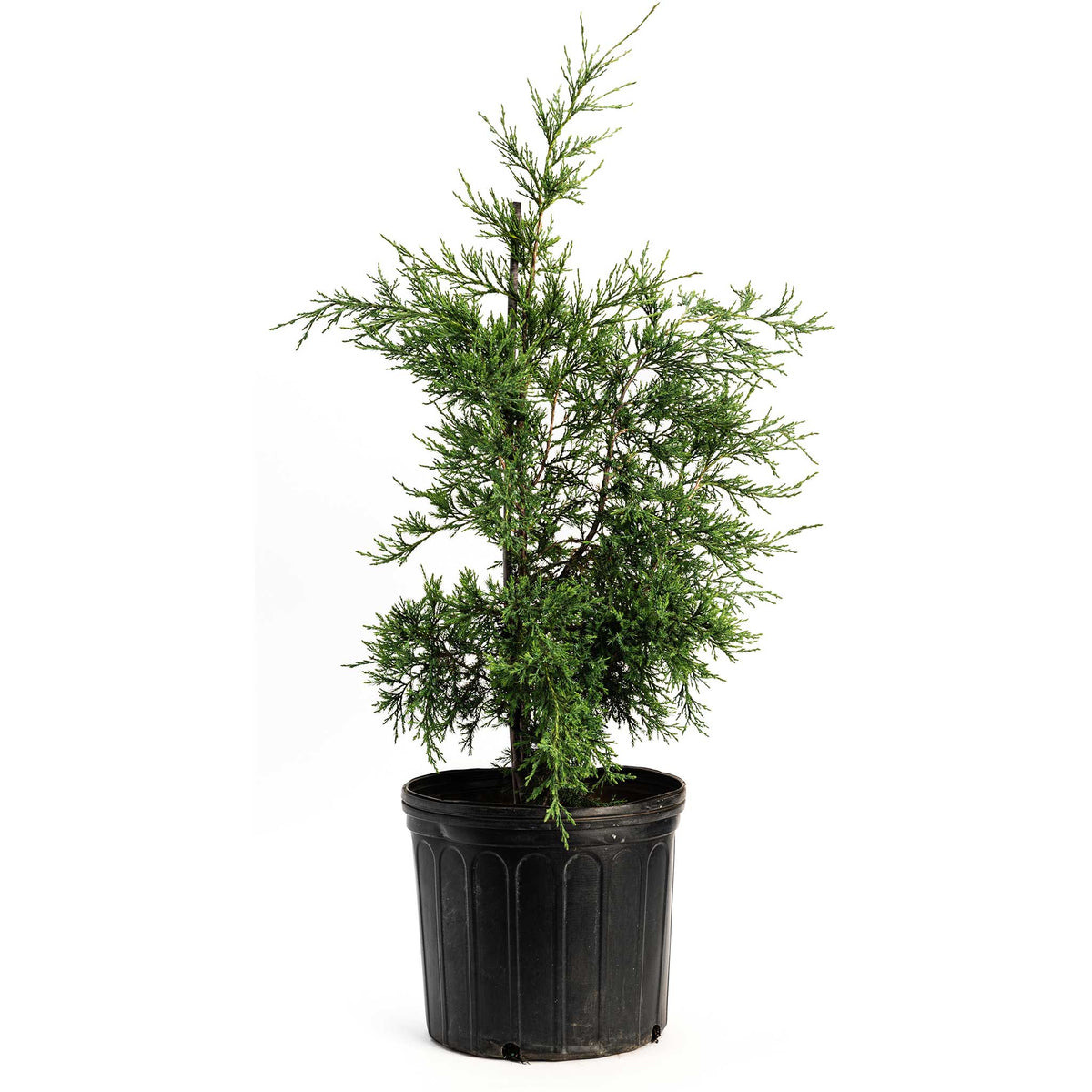 Young Taylor Juniper tree in a black nursery pot on a white background.