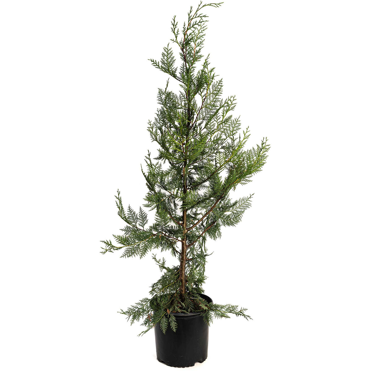 Young Leyland Cypress tree in a black nursery pot on a white background.
