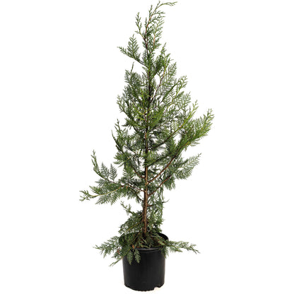 Young Leyland Cypress tree in a black nursery pot on a white background.