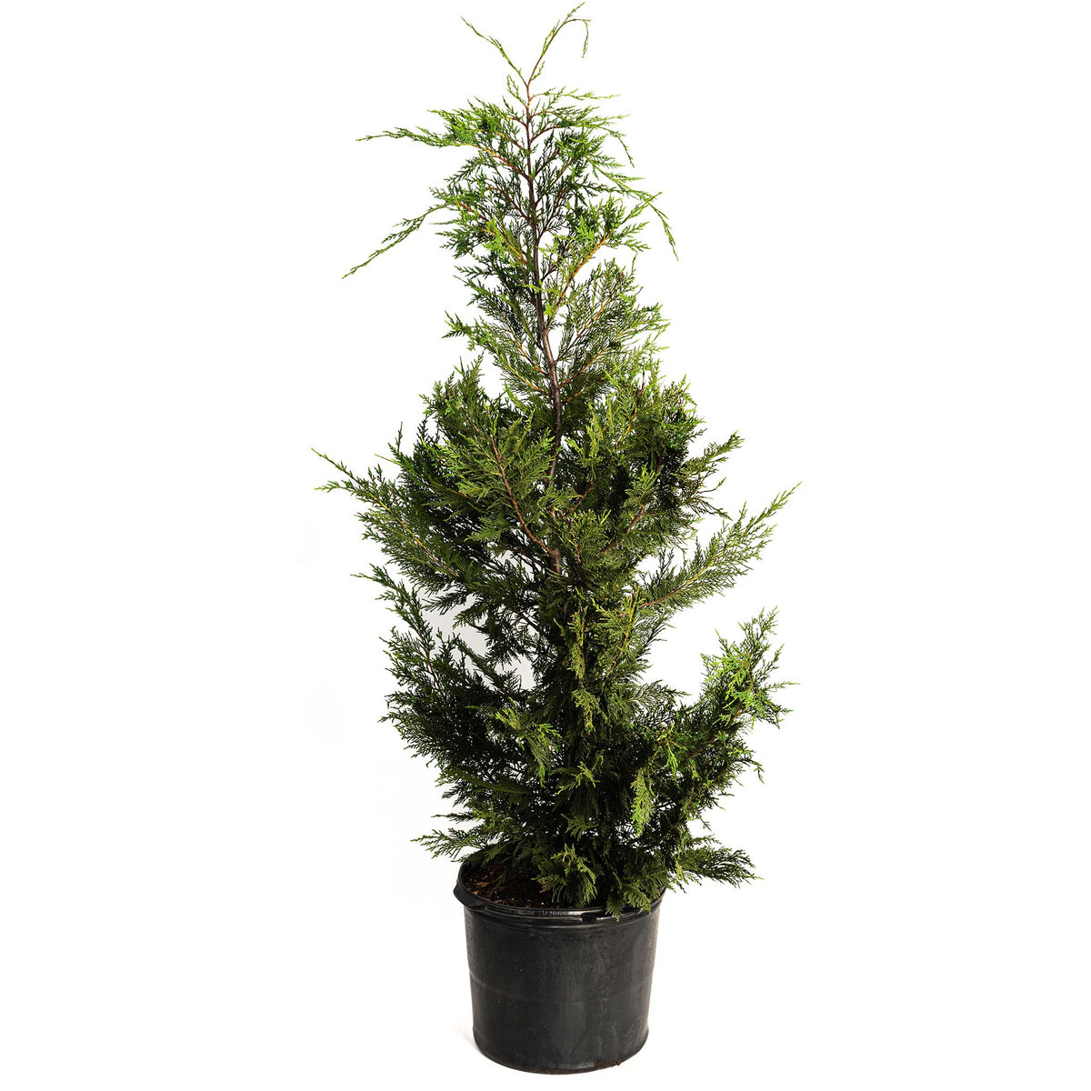A young, upright Leyland Cypress tree with dense, feathery green foliage growing in a black plastic nursery pot against a solid white background.