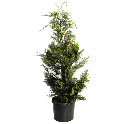 A young, upright Leyland Cypress tree with dense, feathery green foliage growing in a black plastic nursery pot against a solid white background.