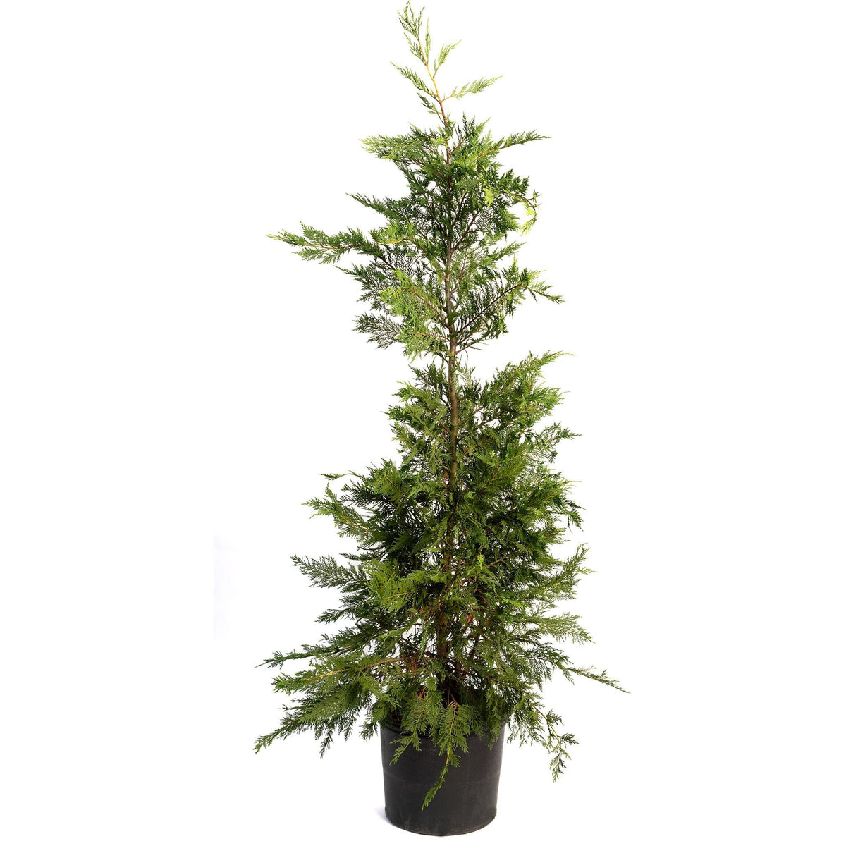 Young Leyland Cypress tree in a black nursery pot on a white background.