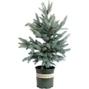 A small Baby Blue Eyes Spruce tree in a dark green plastic nursery pot with a white label reading MONROVIA, isolated on a white background.