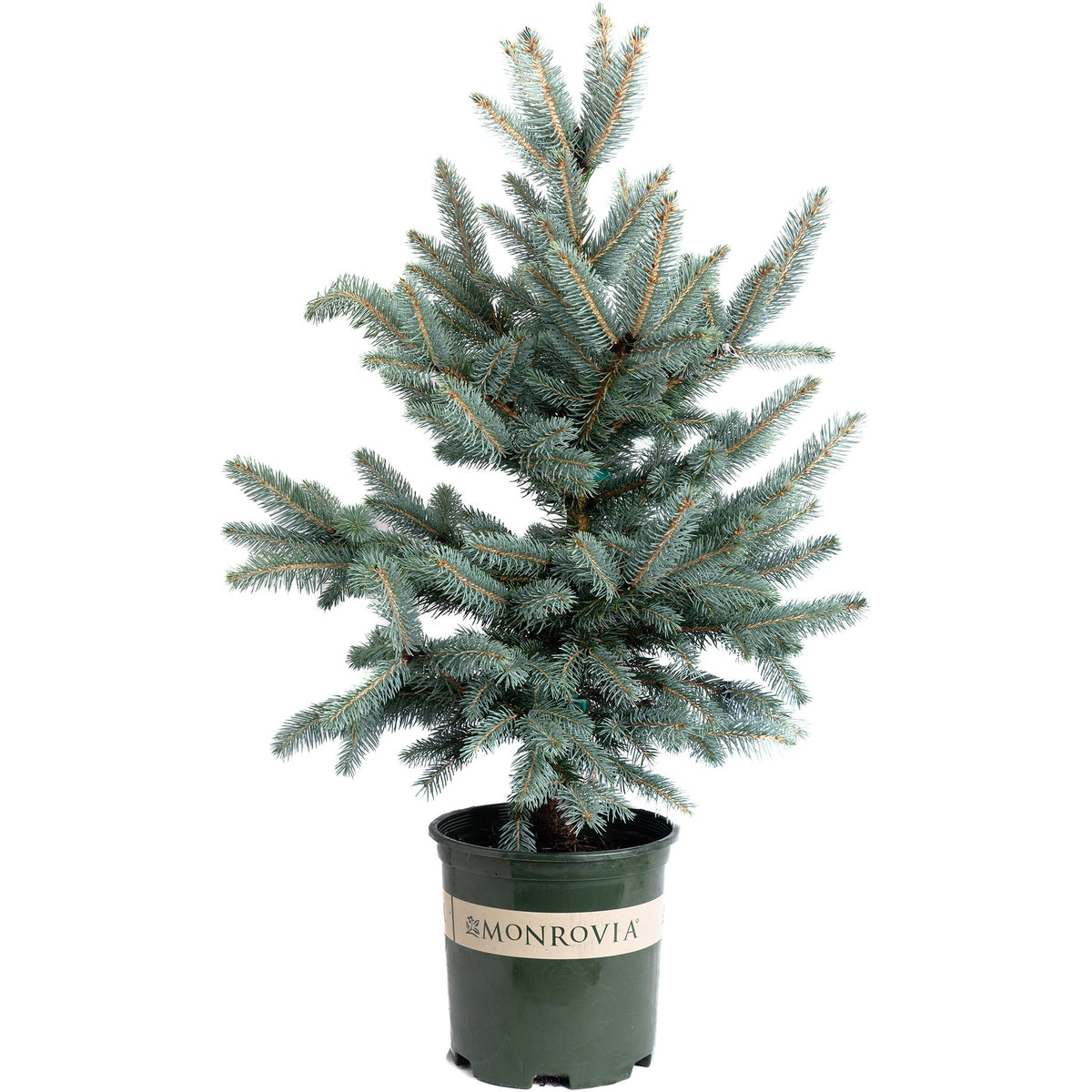 A small Baby Blue Eyes Spruce tree in a dark green plastic nursery pot with a white label reading MONROVIA, isolated on a white background.