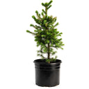 Potted Norway Spruce tree on a white background