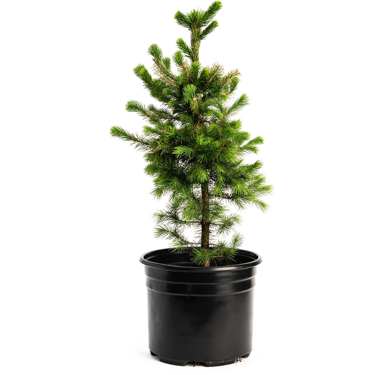 Potted Norway Spruce tree on a white background
