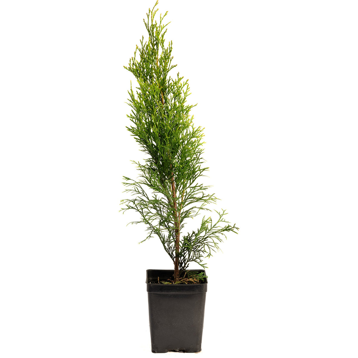 Young potted Emerald Green Arborvitae sapling on a plain white background.