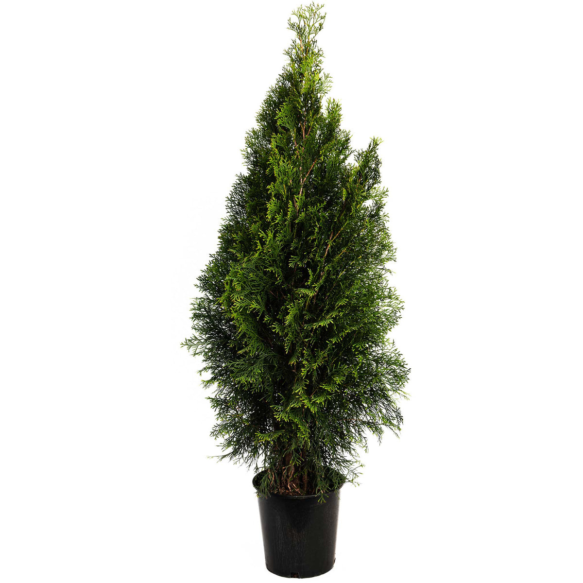 Young potted Emerald Green Arborvitae tree on a plain white background.