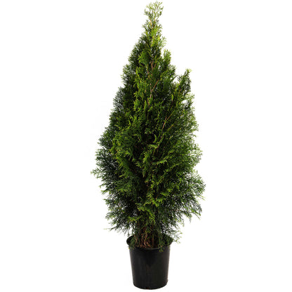 Young potted Emerald Green Arborvitae tree on a plain white background.