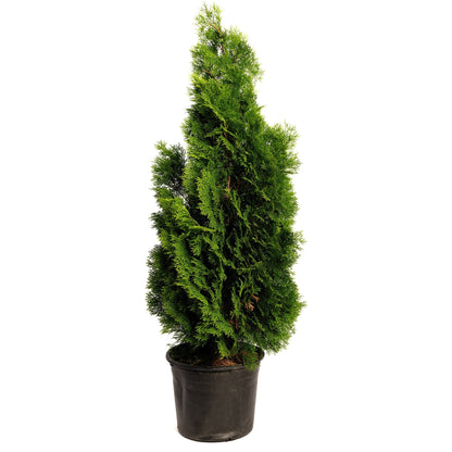 Potted Emerald Green Arborvitae tree on a plain white background.