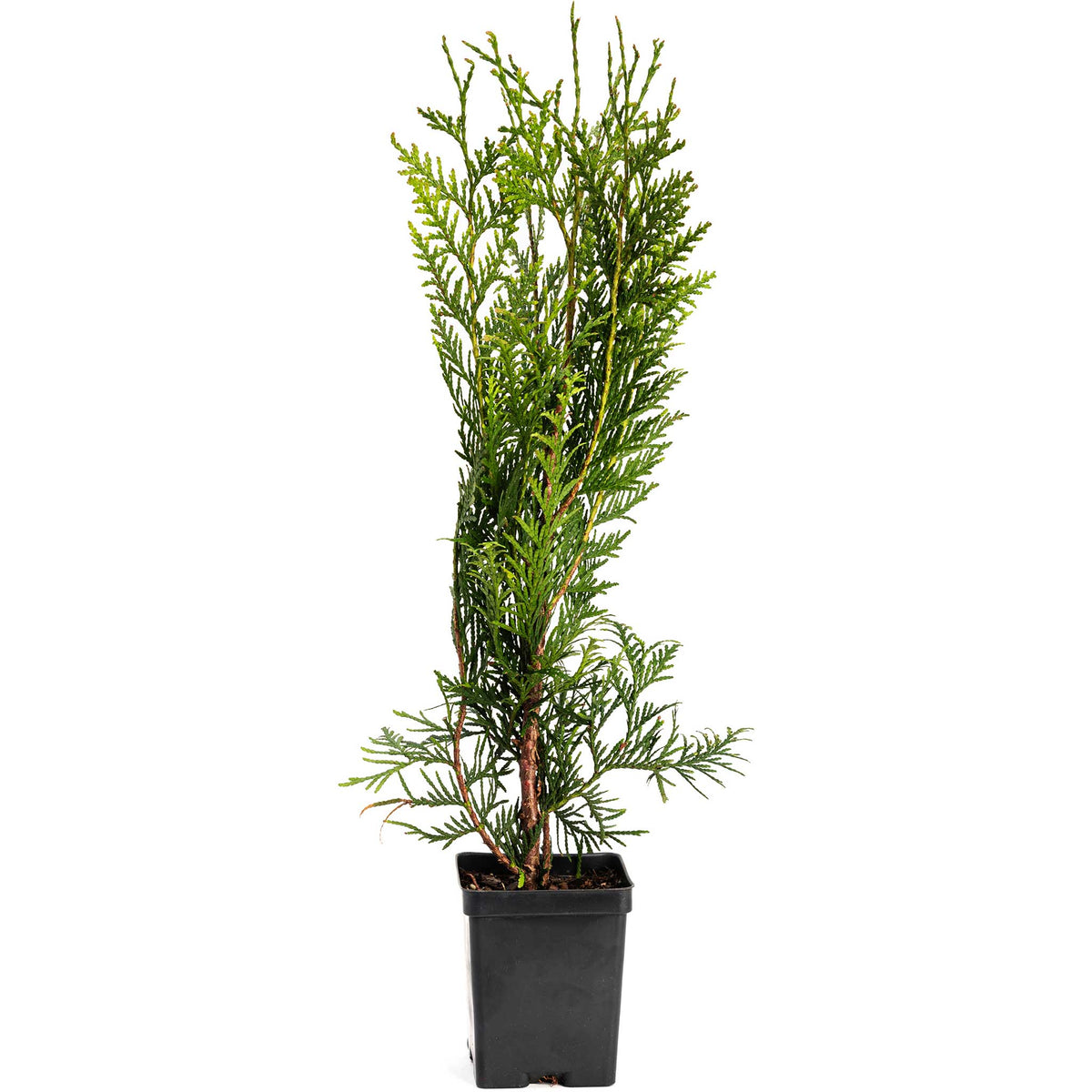 Young potted Thuja Green Giant arborvitae sapling in a black nursery pot.