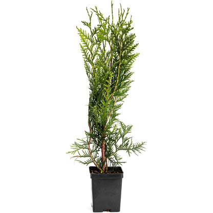 Young potted Thuja Green Giant arborvitae sapling in a black nursery pot.