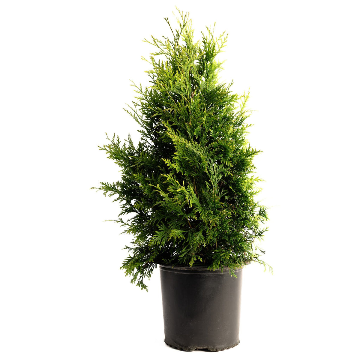 Young potted Thuja Green Giant arborvitae tree in a tall black nursery container on a plain white background.