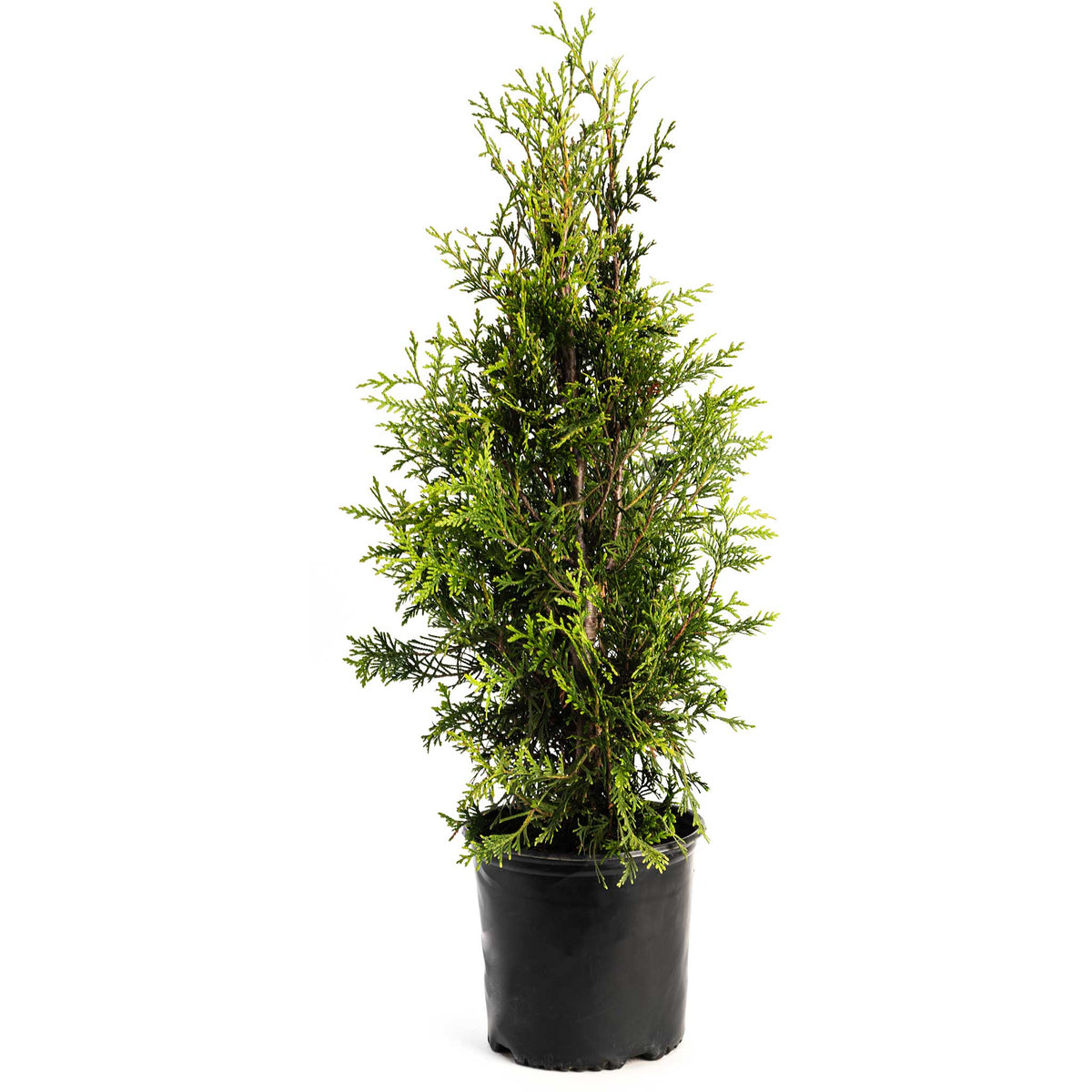 Young potted Thuja Green Giant arborvitae tree in a black nursery pot, studio shot isolated on a white background.