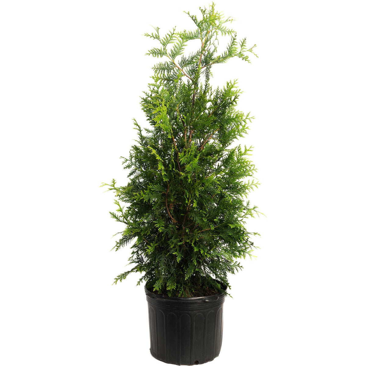 Young potted Thuja Green Giant arborvitae tree in a black container on a white background.