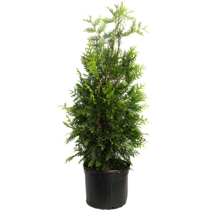 Young potted Thuja Green Giant arborvitae tree in a black container on a white background.