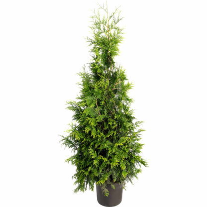 Tall potted Thuja Green Giant arborvitae tree on a plain white background.