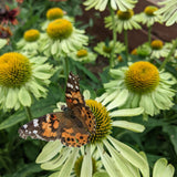 Close-up view of a butterfly resting on a prominent orange cone of a zesty lime-green Alan's Pride echinacea bloom surrounded by matching green flowers in a sunny garden bed.