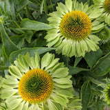 Close-up view of two zesty lime-green Alan's Pride echinacea flowers with bright yellow-orange central cones surrounded by green leaves in a garden bed.