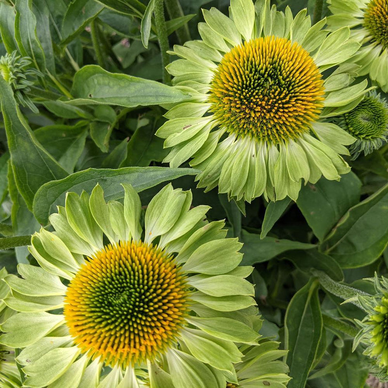 Close-up view of two zesty lime-green Alan's Pride echinacea flowers with bright yellow-orange central cones surrounded by green leaves in a garden bed.