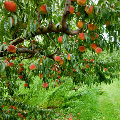 Numerous ripe, rosy red peaches hanging from dense, leafy branches of an Elberta Peach Tree growing in an orchard.