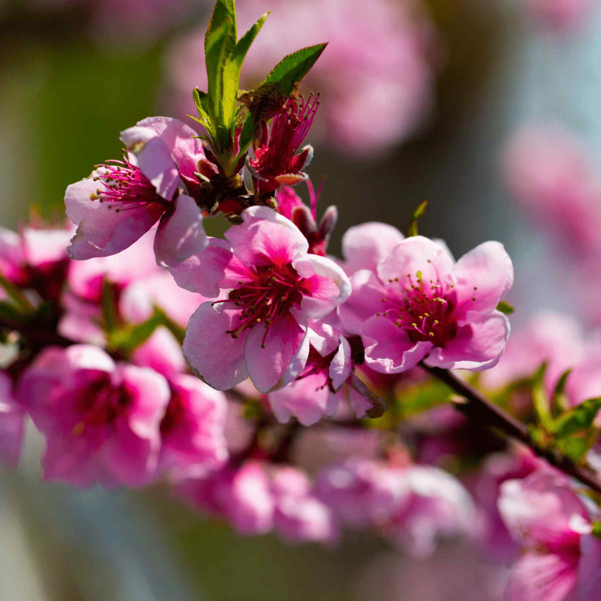 Bright pink spring blossoms blooming on a branch of an Elberta Peach Tree with a softly blurred background.