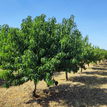 Row of leafy Elberta Peach Trees growing in an orchard under a clear blue sky.