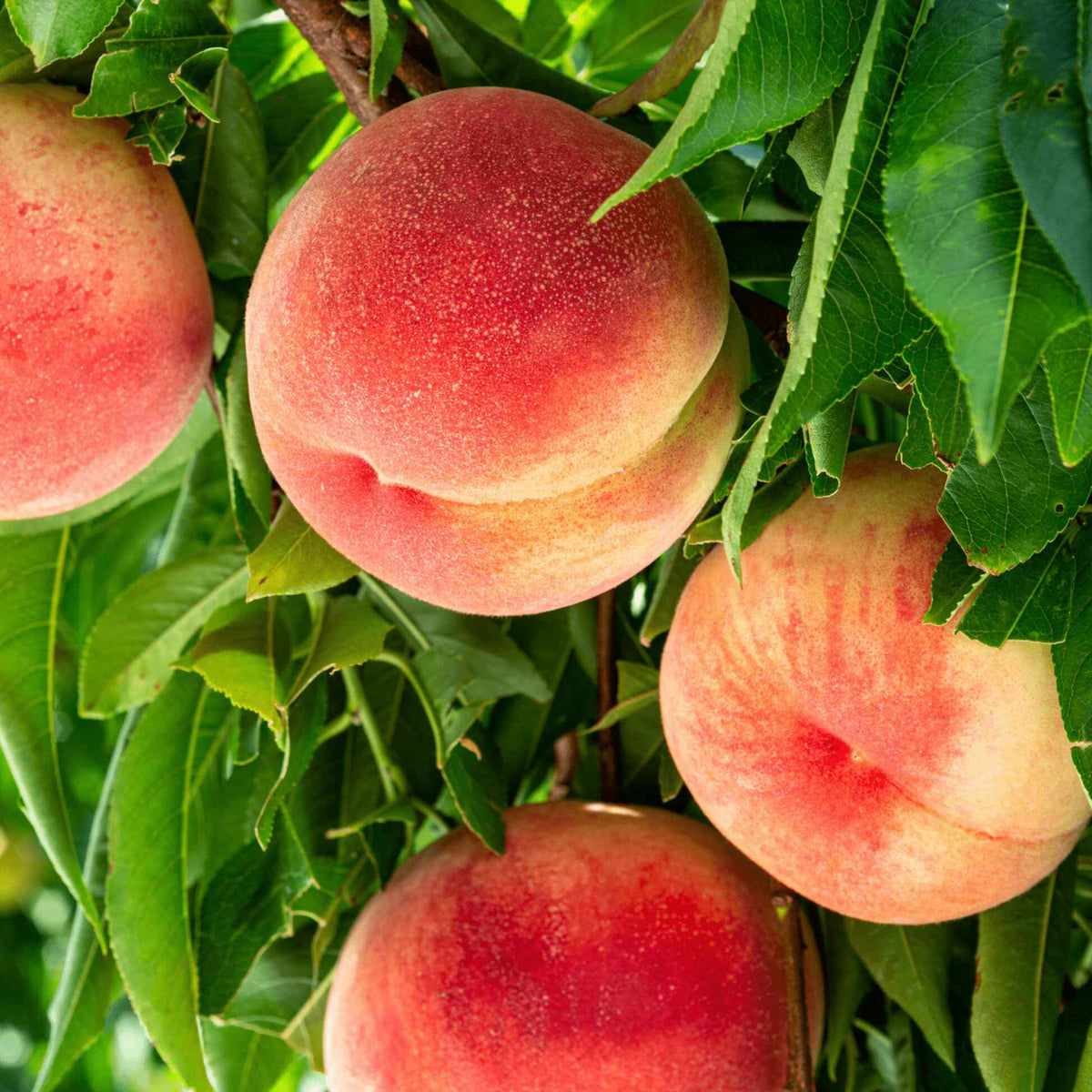 Close-up of vibrant, ripe pink and yellow peaches hanging among leafy green branches on an Elberta Peach Tree.