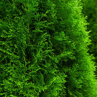 Close-up of the lush, vibrant green foliage of an Emerald Green Arborvitae tree.