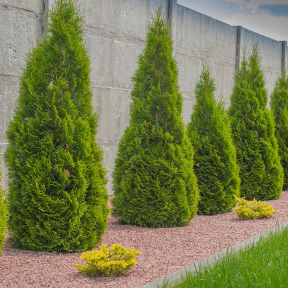 Row of tall, conical Emerald Green Arborvitae trees planted in a gravel landscaping bed along a concrete wall.