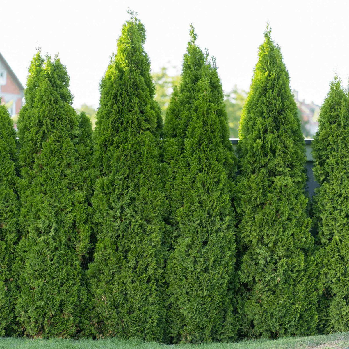 Row of tall Emerald Green Arborvitae trees forming a privacy hedge.
