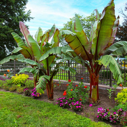 Two large, mature Ensete Banana trees with thick reddish trunks and broad green leaves with red midribs growing in a landscaped garden bed alongside vibrant pink flowers, a lawn, and a dark metal fence.