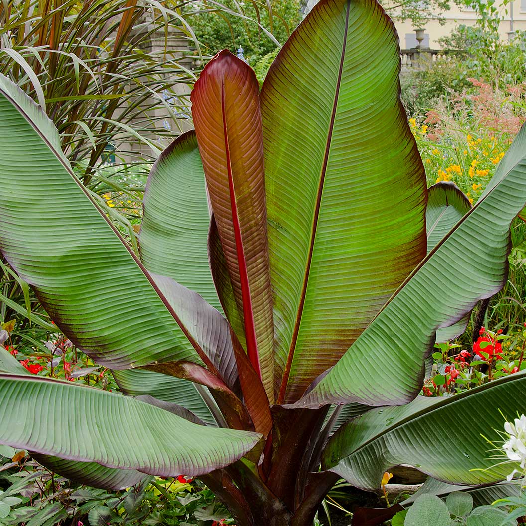 Close-up of an Ensete Banana tree showcasing large green paddle-shaped leaves with prominent red midribs and reddish leaf margins growing in a lush garden bed.
